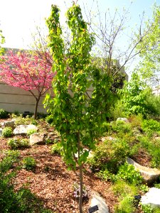 Amelanchier arborea - United States Botanic Garden - DSC09473