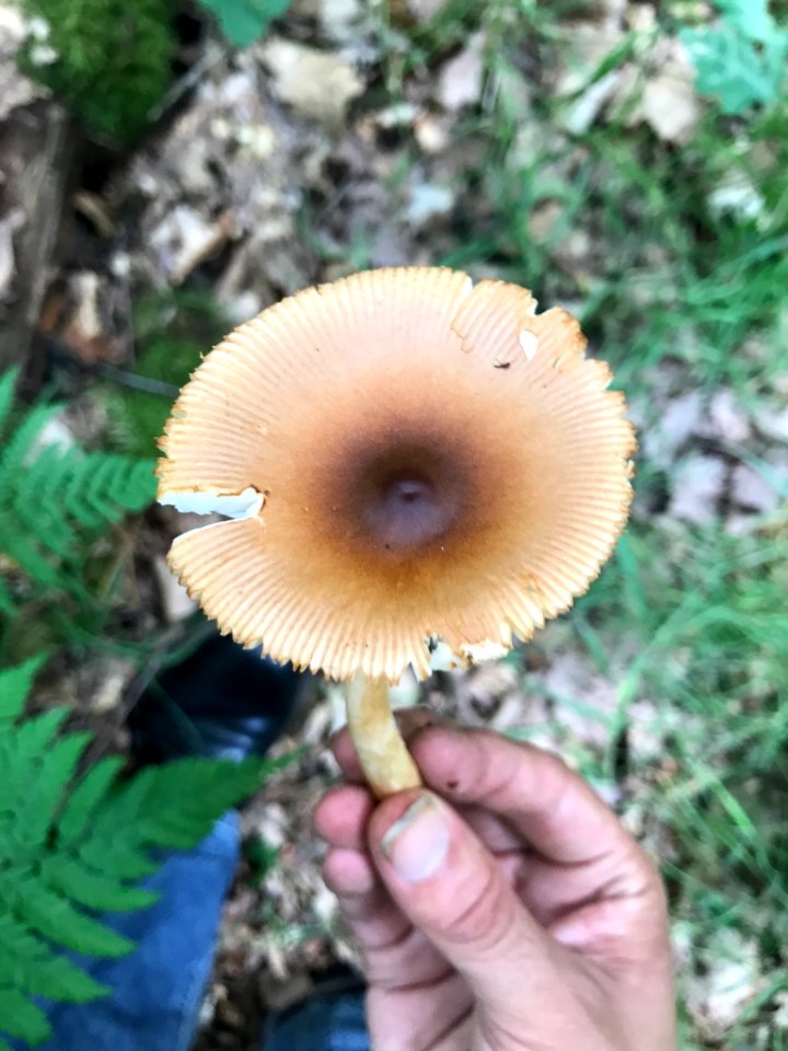 Amanita fulva 139457110