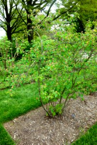 Amelanchier sanguinea var. alnifolia (Amelanchier alnifolia) - Longwood Gardens - DSC00840