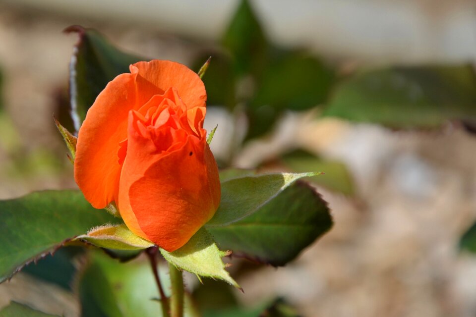 Orange rose blossom bloom