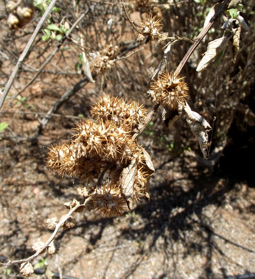 Ambrosia chenopodiifolia