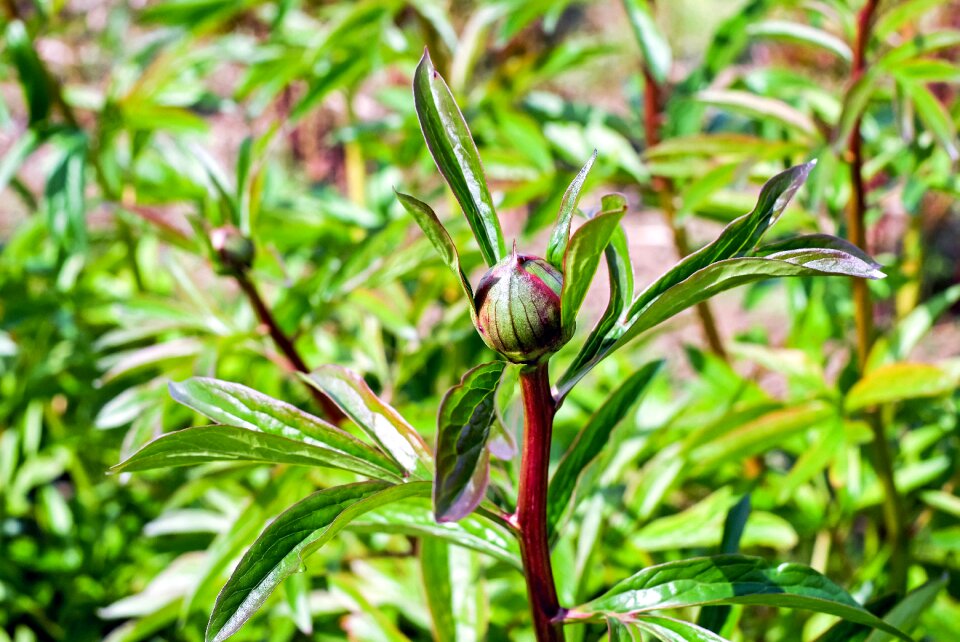 Green flower nature