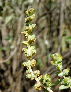 Ambrosia chenopodiifolia 2 photo