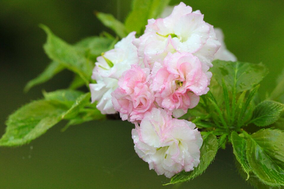 Flower cherry blossoms chrysanthemum cherry