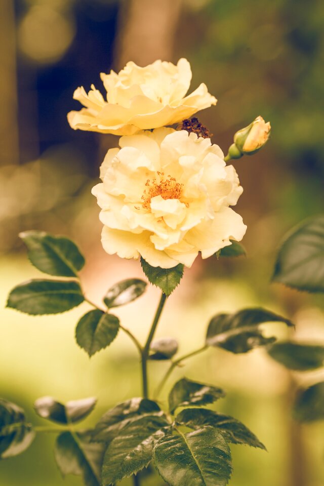 Nature garden summer
