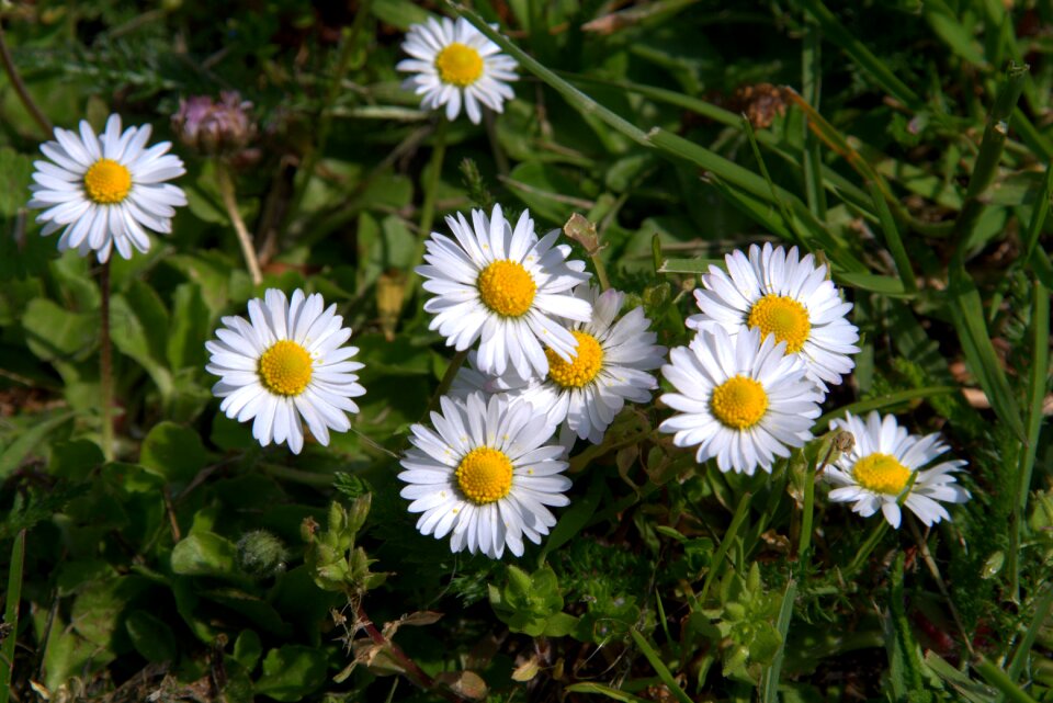 The delicacy white grass