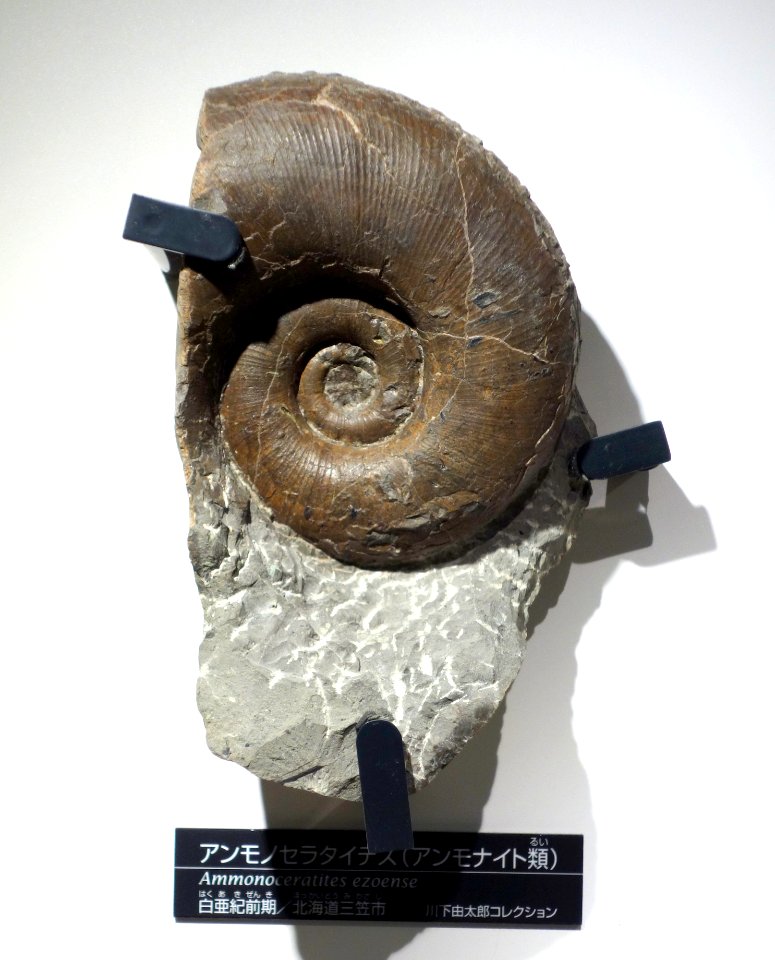 Ammonoceratites ezoense - National Museum of Nature and Science, Tokyo - DSC06949