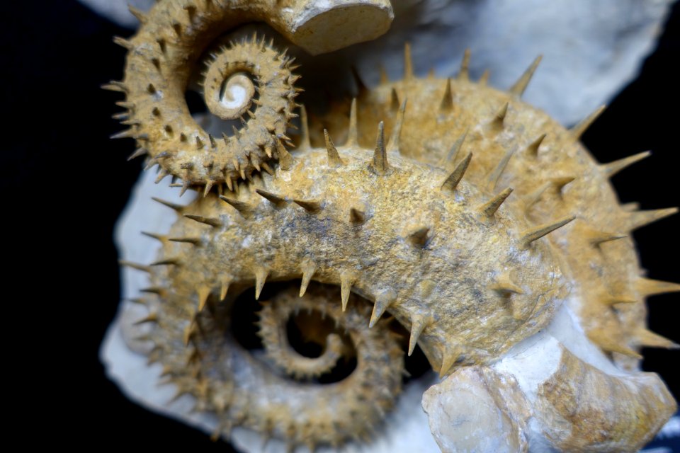 Ammonites, France - University of Arizona Mineral Museum - University of Arizona - Tucson, AZ - DSC08572