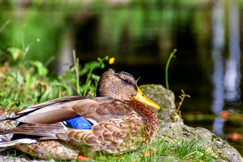 Duck duck bird poultry