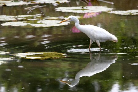 Bird 覓 food pond photo