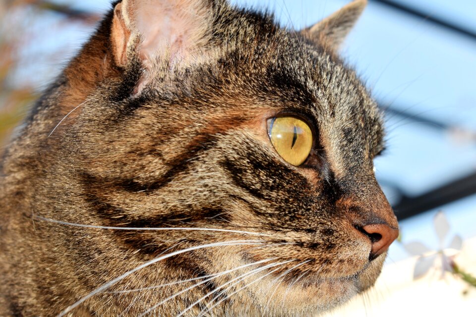 Pet domestic cat cat's eyes photo