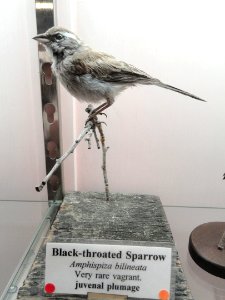 Amphispiza bilineata - Pacific Grove Museum of Natural History - DSC06752