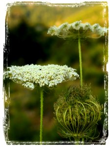 Ammi Visnaga (161677805)