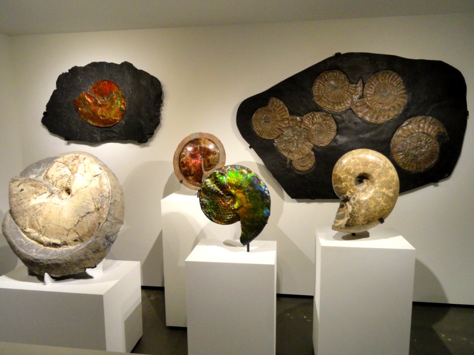 Ammonite exhibit - Houston Museum of Natural Science - DSC01940