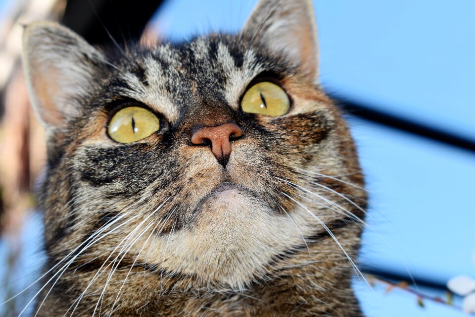 Pet domestic cat cat's eyes