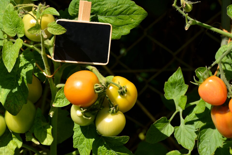 Harvest garden vegetable growing