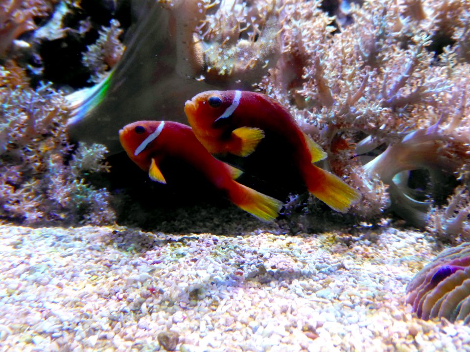Amphiprion-1