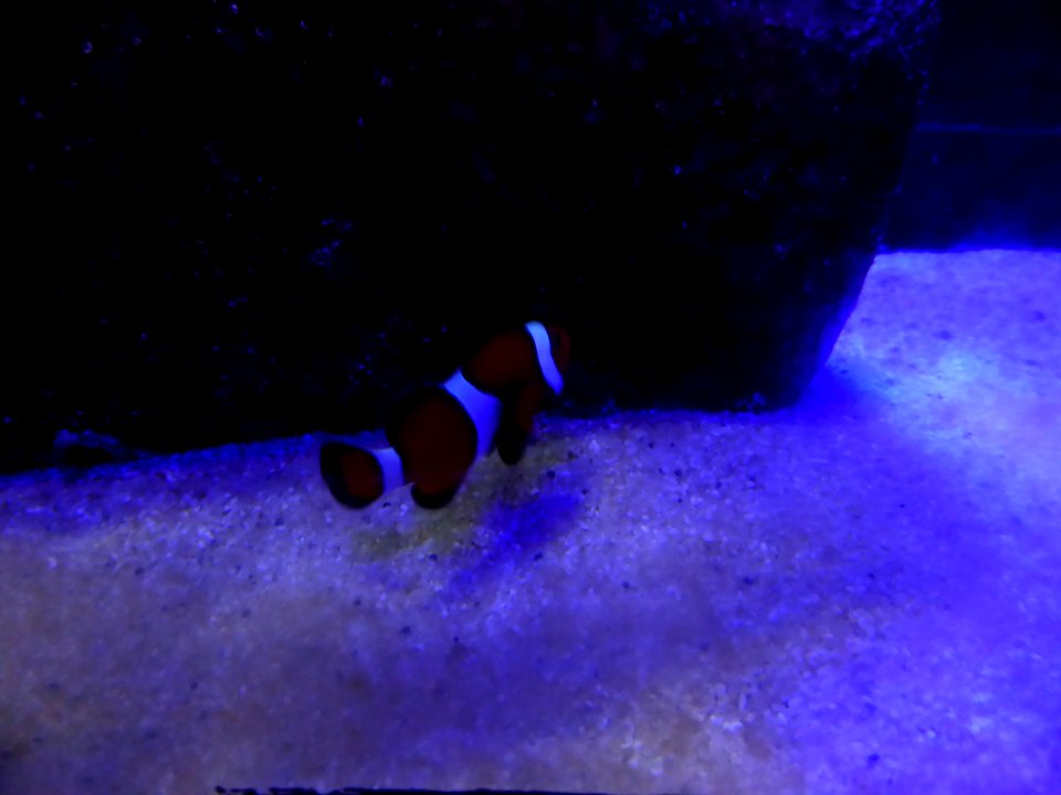 Amphiprion-2