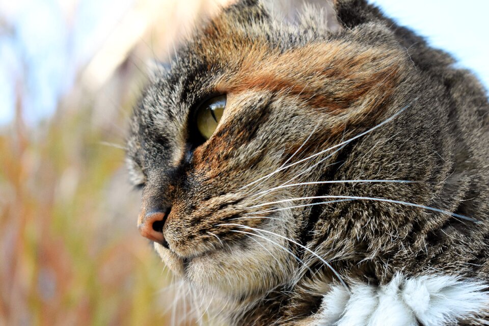 Pet domestic cat cat's eyes photo