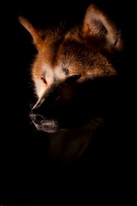 Akita fox dark photo