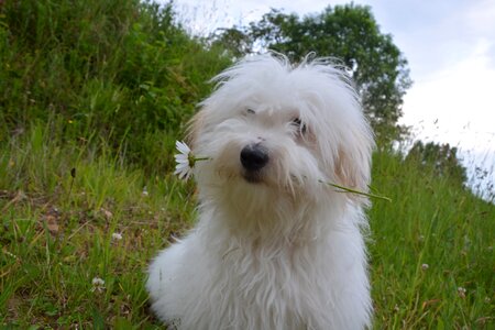 White fur small dog cute