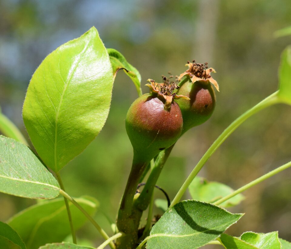 Fruit edible flora