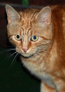 Cat portrait red cat