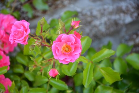Nature garden bush