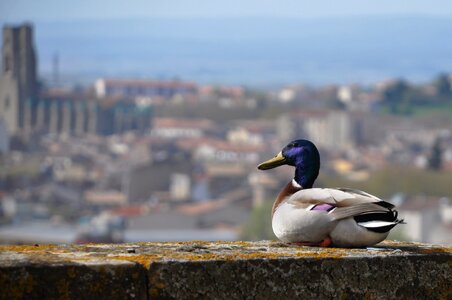 Animals birds beak photo