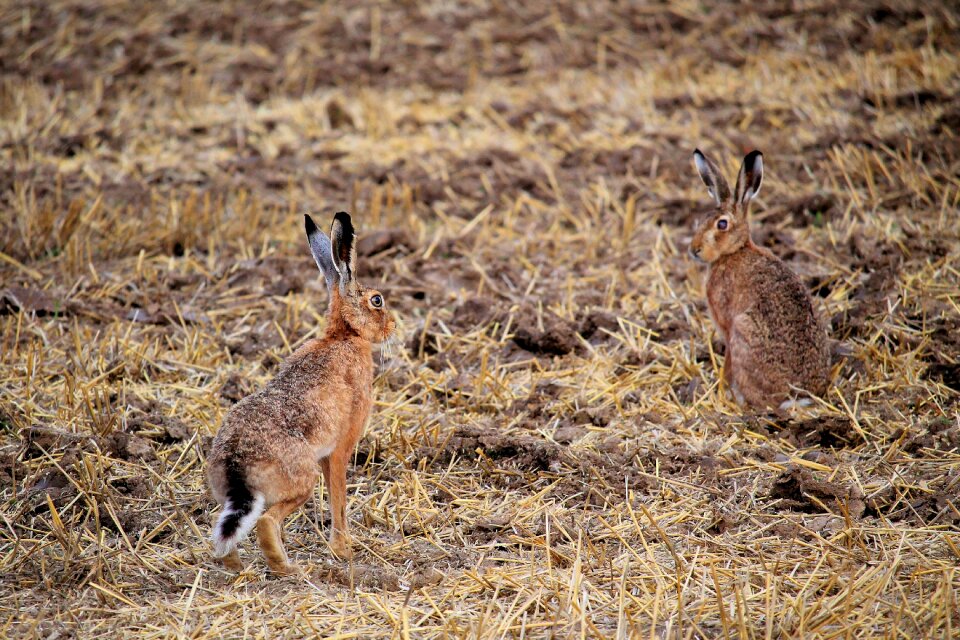 Long eared animals nature