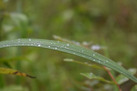 Morning grass nature photo