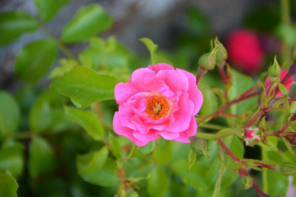 Nature garden bush