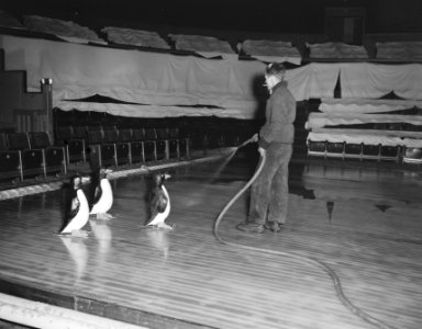 Amerikaanse ijsrevue Amsterdam Pinguin op schaats aangetast, Bestanddeelnr 907-0463