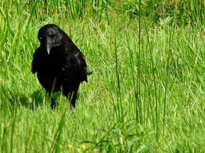 Carrion crow bird nature