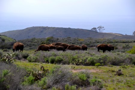 American Bison (Bison bison) Catalina (2) 02