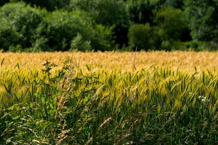Harvest grains the cultivation of