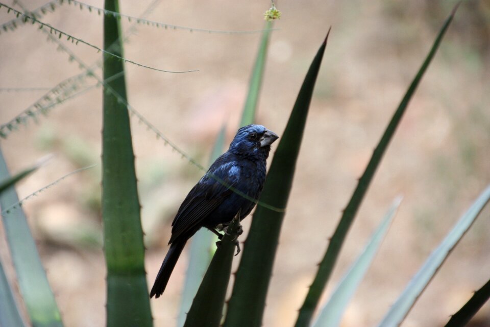 Nature birds exotic