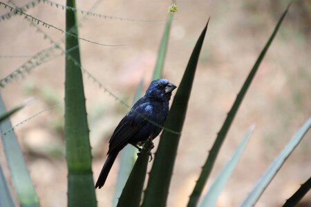 Nature birds exotic