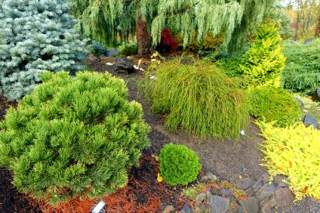American Conifer Society Reference Garden - Oregon Garden - Silverton, Oregon - DSC00248