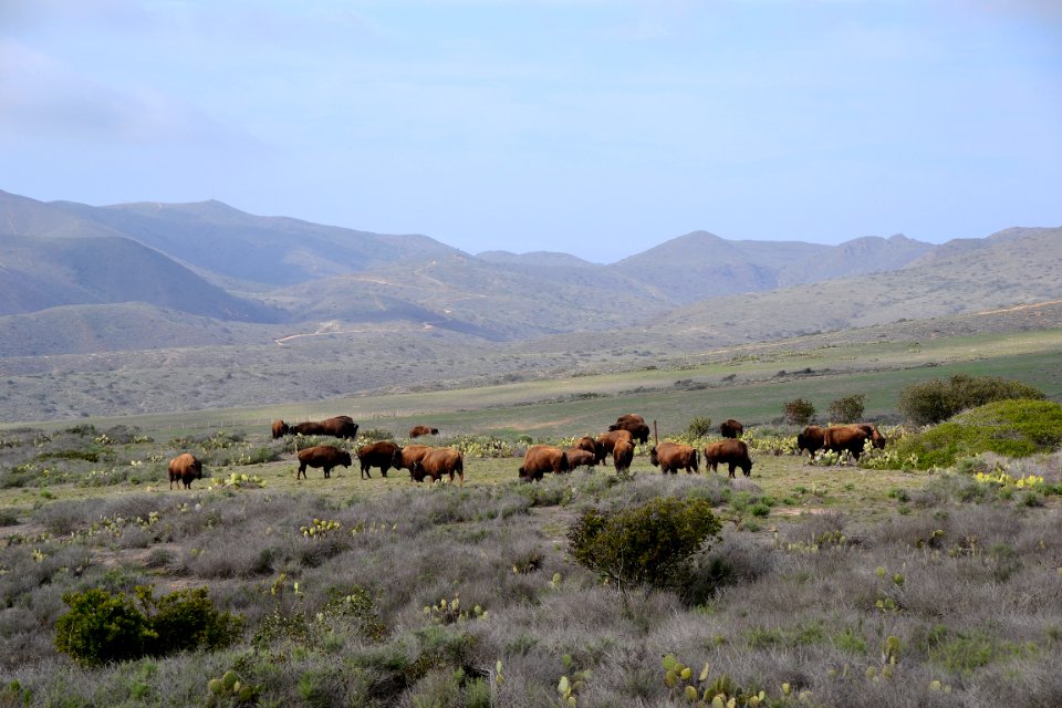 American Bison (Bison bison) Catalina (2) 03