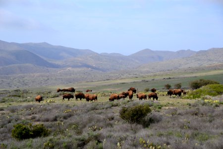 American Bison (Bison bison) Catalina (2) 03