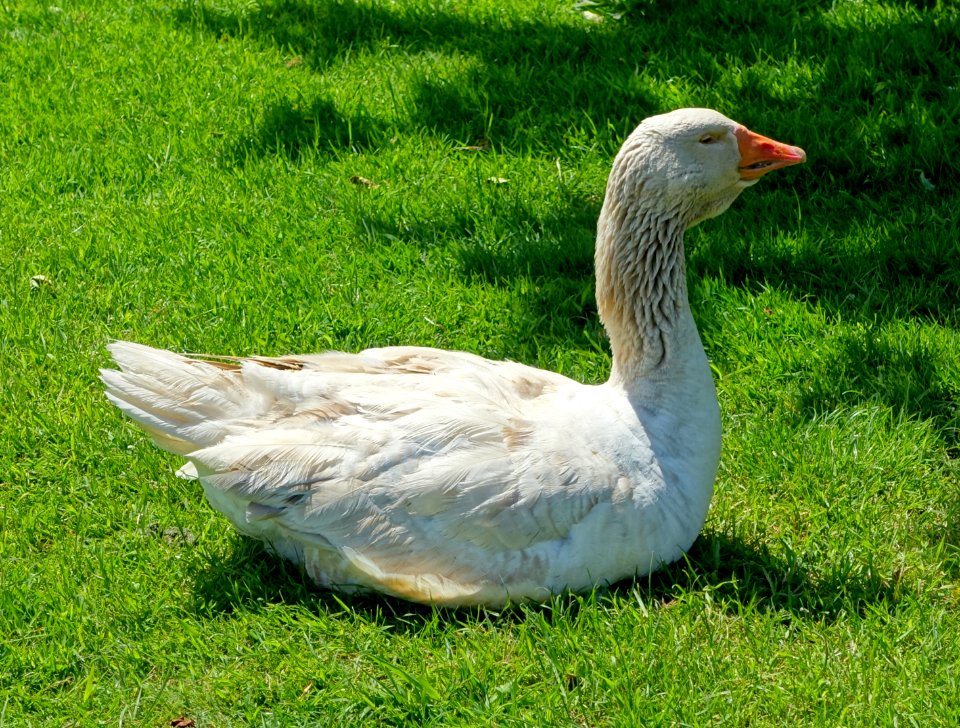 American Buff goose - Lost Gardens of Heligan - Cornwall, England - DSC02802