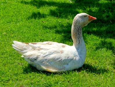 American Buff goose - Lost Gardens of Heligan - Cornwall, England - DSC02802