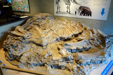 American mastodon, cast of fossilized bones found east of Mt. Shasta - Oakland Museum of California - DSC05276