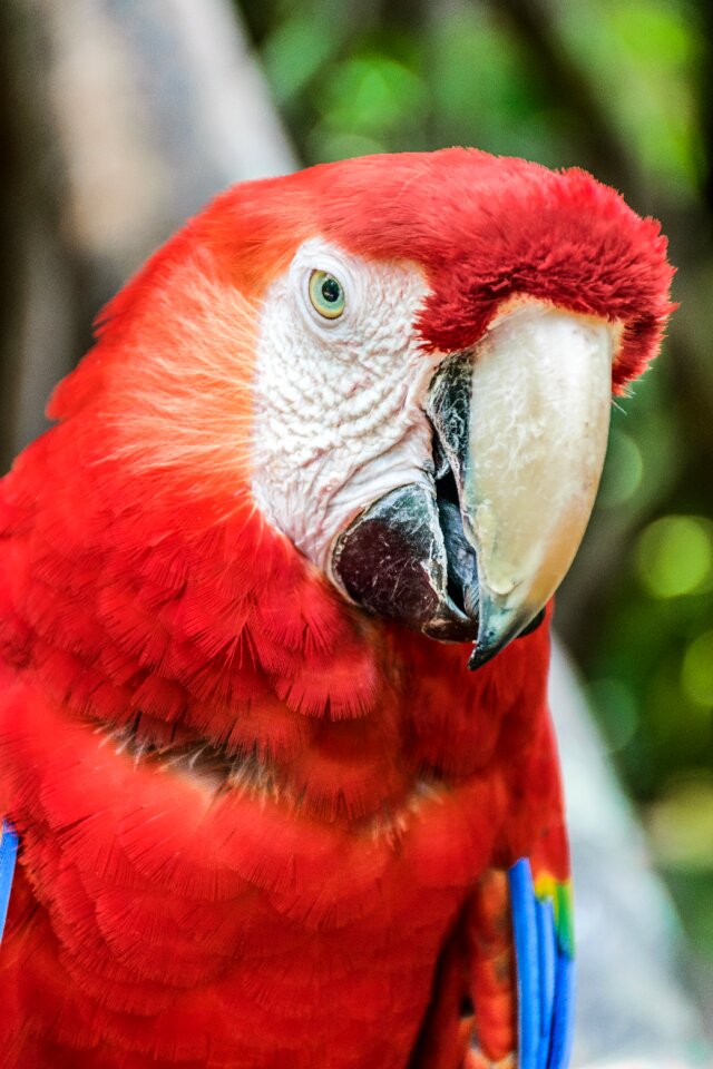 Guara perico beautiful
