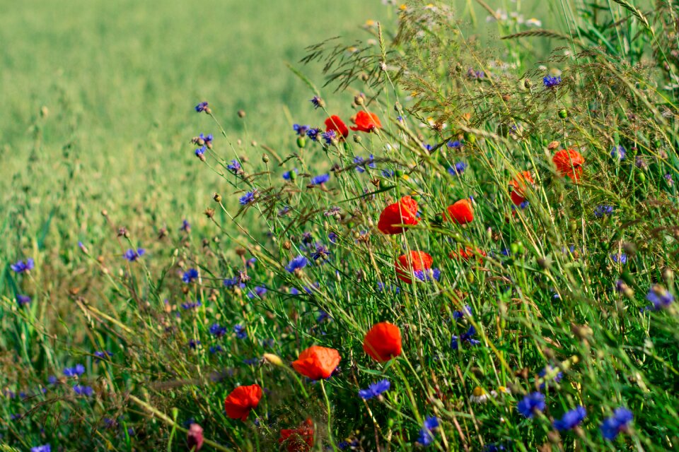 Meadow spring garden