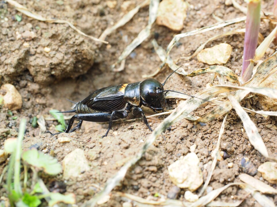 Real grill gryllidae long probe terror