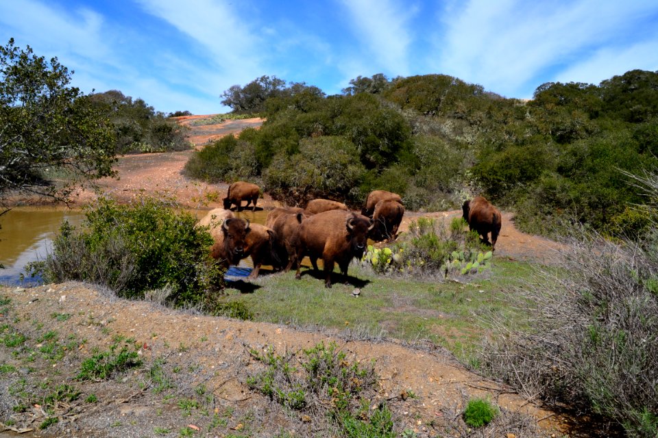 American Bison (Bison bison) Catalina (2) 04