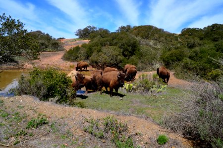 American Bison (Bison bison) Catalina (2) 04
