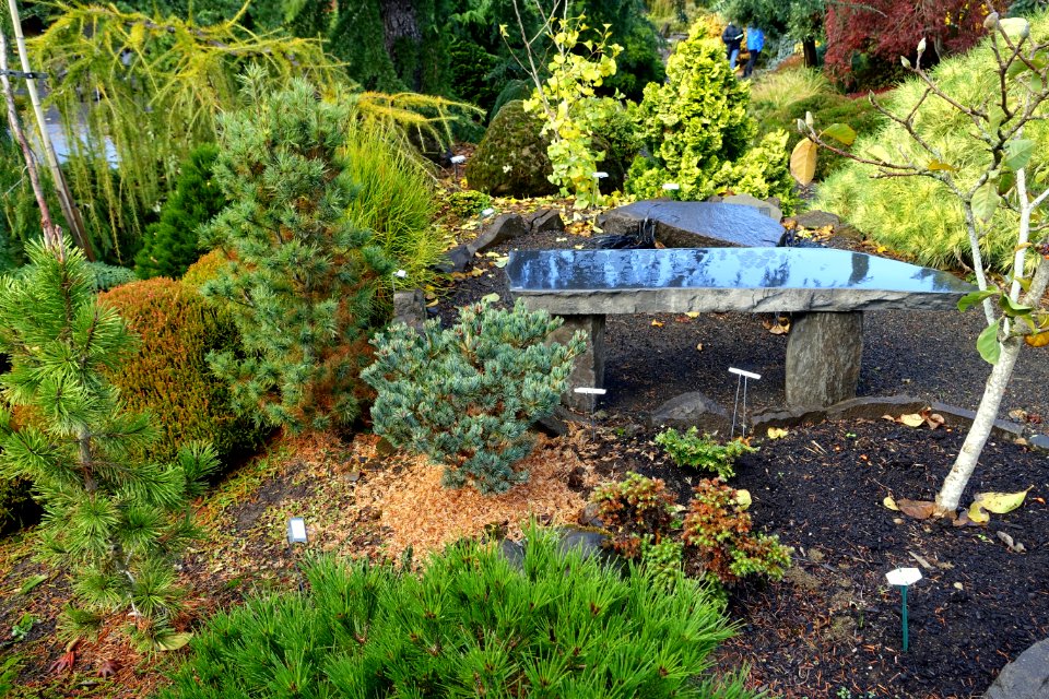 American Conifer Society Reference Garden - Oregon Garden - Silverton, Oregon - DSC00253